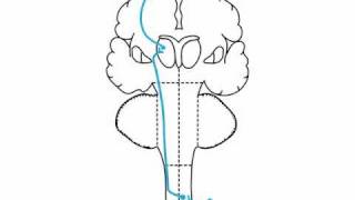 sensory examination  anatomy  Spinothalamic [upl. by Even]