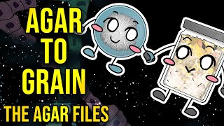 The Agar Files  Inoculating Agar to Grain [upl. by Catt]