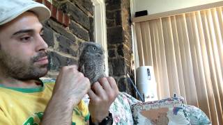 Owlbert  My pet Screech Owl [upl. by Ysdnyl]