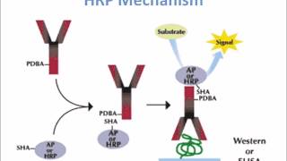 Horse Radish Peroxidase HRP Mechanism of Action [upl. by Cown]