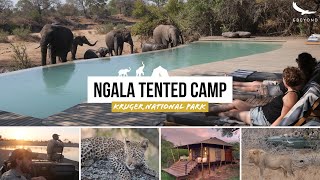 Amazing andBeyond Ngala Tented Camp HIGHLIGHTS  home of the white lions South Africa [upl. by Eicats]