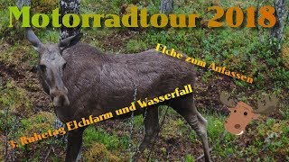 Motorradtour Skandinavien 2018  7Tag  3 Tagesausflug  Elchfarm und Nationalpark Fulufjället [upl. by Himelman800]