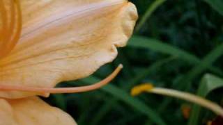 Hybridizing pollinating Daylilies in Your Garden [upl. by Lekcar]