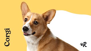 Everything You Need to Know About Corgis [upl. by Marte108]