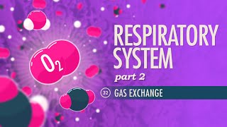 Respiratory System Part 2 Crash Course Anatomy amp Physiology 32 [upl. by Ahsinor]