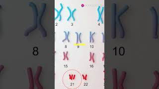 Chromosome 21 pencis chromosomes researchers professors scientist shorts viralgenetics [upl. by Ziguard]