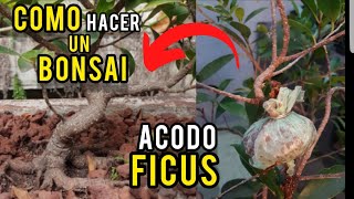 🔴COMO HACER UN BONSAI FICUS TIGER BARK DESDE AVODO CON 100 DE ÉXITO👈 [upl. by Ado]