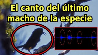 Escucha el Canto de un Ave Extinta el último macho Kauaʻi ʻōʻō [upl. by Nonah756]