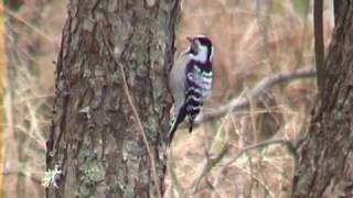 MINDRE HACKSPETT Lesser Spotted Woodpecker Dendrocopos minor Klipp  3152 [upl. by Chrisoula]