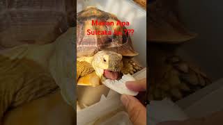 Calsium for Sulcata sulcata tortoise pets [upl. by Wainwright477]