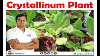 Mesembryanthemum crystallinum plant  Ice Plant  Crystalline Ice Plant [upl. by Rama]