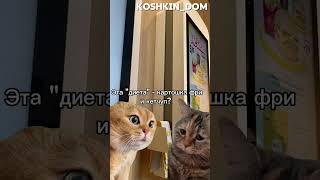 cat котик кошка юмор 🤣🤣🤣 [upl. by Recnal690]