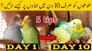 Austalian parrots breeding tips in urdu  Budgies Breeding progress  Breeding Tips for budgies [upl. by Jorie]