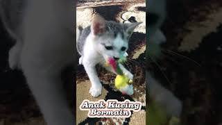 Semangat Betul Mainannya Mainan Kucing Bentuk Tikus Tikus Mainan [upl. by Plank]