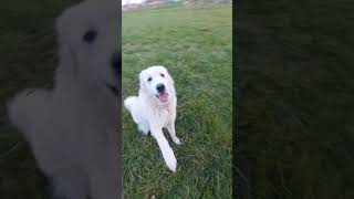 The Great Pyrenees as livestock guardian dog [upl. by Zurek]