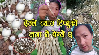 Wild Deule Mushroom hunting in Nepal Vlog Part  9  यसपालीको अन्तिम च्याउ टिपाई होला यो मेरो [upl. by Ameer993]