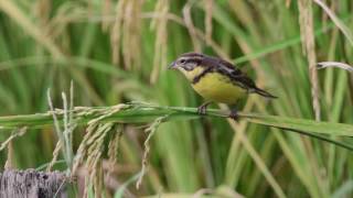 Yellow breasted Bunting [upl. by Frentz]