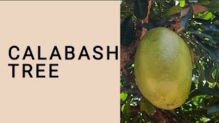 Calabash Tree  Thiruvottukkai  Beggars Bowl  திருவோட்டு மரம் DharmasKitchen [upl. by Kaycee]