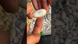 Gecko Egg Update molinarosnakelab gecko geckobreeding shorts leopardgecko lizards snakes [upl. by Krisha]