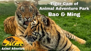 Tiger Cam of Animal Adventure Bao amp Ming [upl. by Kostival217]