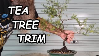 Leptospermum Bonsai Development  Branch Selection [upl. by Silma487]