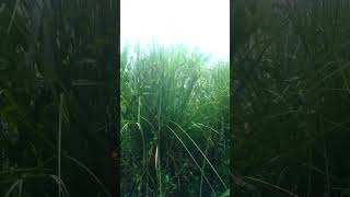 Vetiver grass [upl. by Asina231]