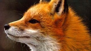 Ylvis  The Fox what does the fox say Lyrics [upl. by Relyhs]