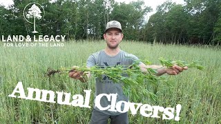 Low Maintenance Food Plots  Annual Clovers [upl. by Helas]