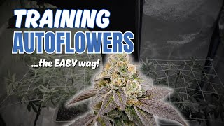 How to grow AUTOFLOWERS using a TRELLIS NET  Growpeaceful [upl. by Brennen]