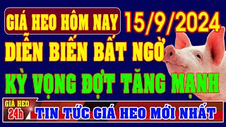 Giá heo hơi ngày 1592024  DIỄN BIẾN BẤT NGỜ KỲ VỌNG ĐỢT TĂNG MẠNH [upl. by Aillemac]