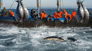 Havest Giant Bluefin tuna Tuna Fishing Nets  Catch Hundred Tons Tuna Fish On Modern Boats [upl. by Naji]