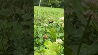 bee flower hopping in slowmotion ✨ [upl. by Lenci]