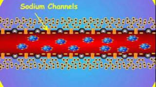 4 Axon Membrane Potential [upl. by Alrich]