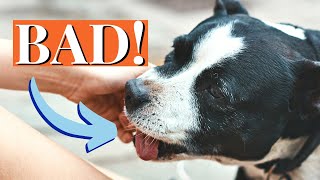 How to Stop Staffy Puppy Biting 7Step Training Guide [upl. by Sivolc10]