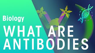 What are Antibodies  Health  Biology  FuseSchool [upl. by Nylarej]