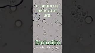 De Protobiontes a perritos evolución vida microscope ciencia [upl. by Nastassia]