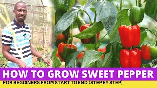 Awesome Sweet Pepper Greenhouse Growing From Start To End  Beginners Guide [upl. by Renat519]