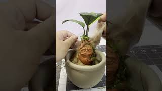 Planting a Mandrake Root Short Harry Potter [upl. by Aenahs314]