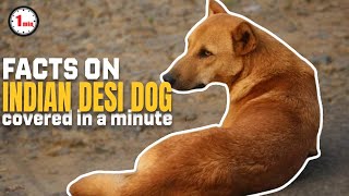 Indian Pariah Dogs The Surprising Facts You Need to Know [upl. by Nnasus]