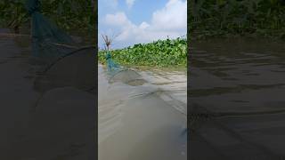 চায়না দুয়ারে কি কি মাছ পরলো দেখুন আপনারা 🙂 chinanetfishingdayvillageytshorts [upl. by Latsyrc586]