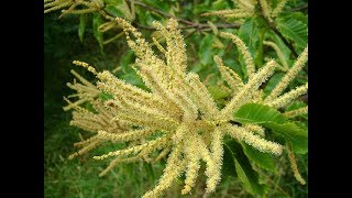 Pitomi kesten medi  Bees on sweet chestnut [upl. by Nae]