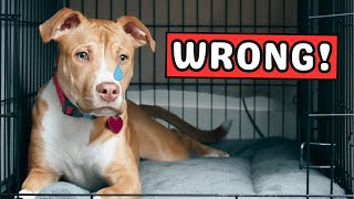 9 Ways You Are HURTING Your Dog Without Realizing It 😔 [upl. by Silrac]