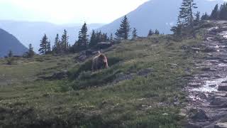 Hidden lake grizzly encounter [upl. by Tawney16]