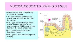 MUCOSA ASSOCIATED LYMPHOID TISSUE [upl. by Clarance]