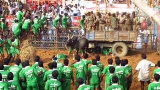 The Bull Does Not Always Lose  Palamedu Village Bull Taming South India [upl. by Ahsakal]