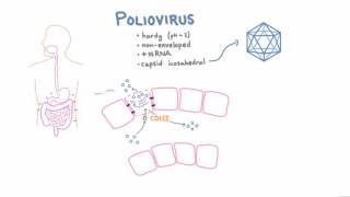 Polio Pathophysiology [upl. by Attiuqahs]