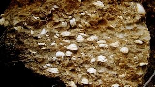 Bivalves fossils  Cyprus [upl. by Rillis]