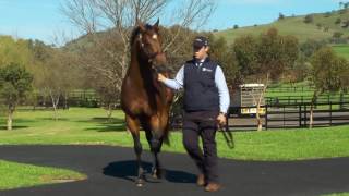 Vinery Stallion Parade 2016 Highlights [upl. by Arocahs]