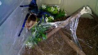 Green Bottle Blue Tarantula webbing its enclosure TIMELAPSE [upl. by Shelburne]