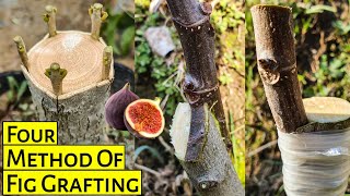 How to Graft Fig Tree  Fig Tree Grafting urduhindi [upl. by Raye]